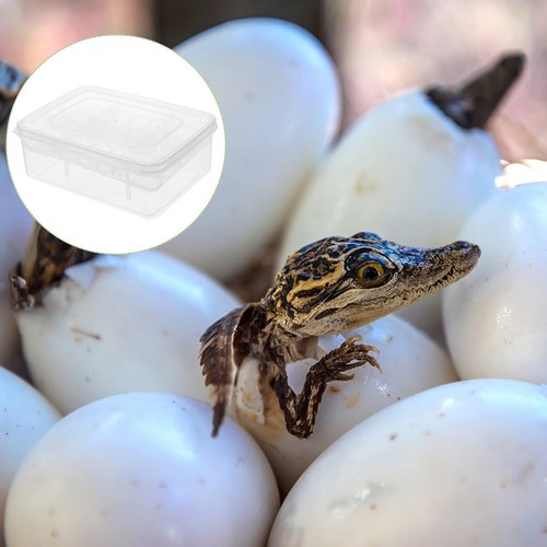 Turtle egg incubator - ,
