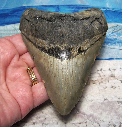 Megalodon shark tooth 8 - shark, 4