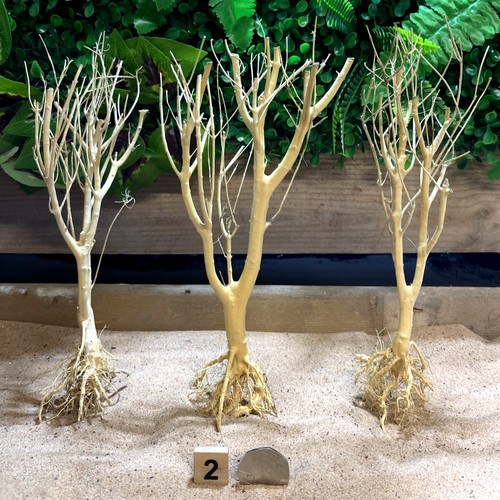 Small bonsai wood tree - small, and