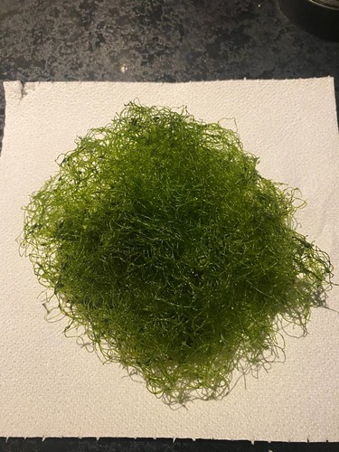 Chaetomorpha macro - chaetomorpha,