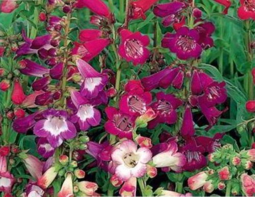Perennial flowering penstemon - perennial,