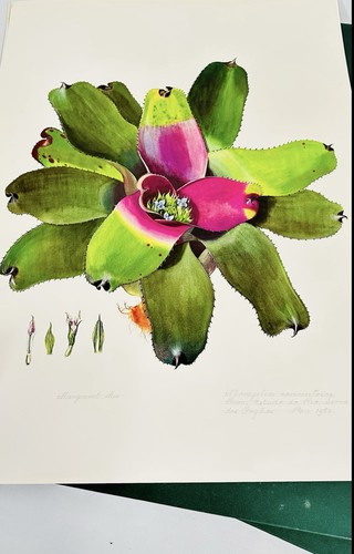 Plant illustrations brazilian - plant,
