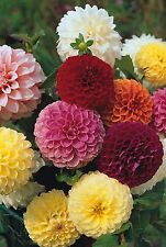 Flower - Dahlia - Pompon