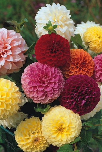 Dahlia pompon double - dahlia,