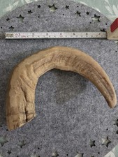 Rams Horn Crook Market Stick