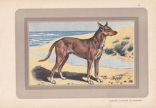 1931 IBIZAN HOUND Print -