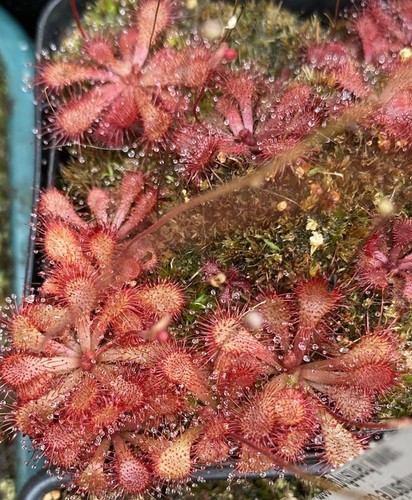 Drosera natalensis natal - ,