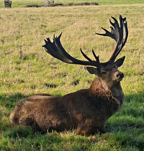 Art picture deer with - picture,