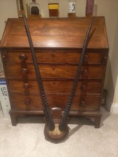 Beautiful Large Mounted