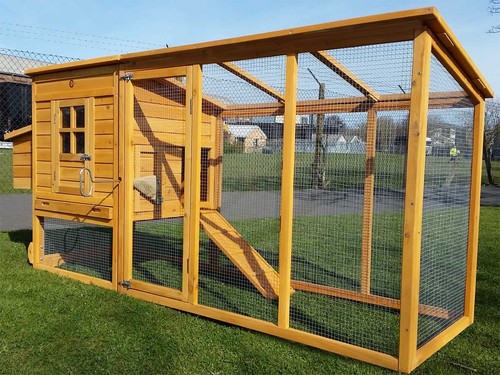 Large chicken hen - large, coop