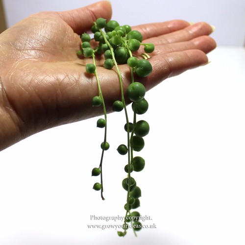 Senecio rowleyanus string - senecio,