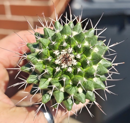 Mammillaria compressa - compressa,