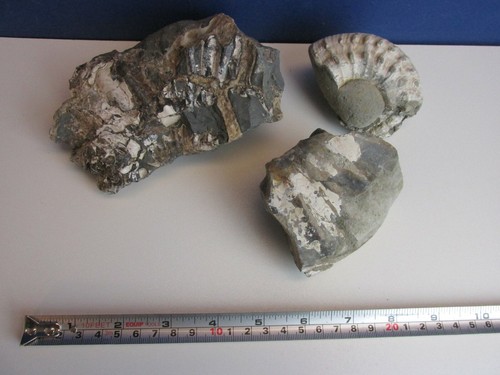 Old fossil fossilised ammonite - old,