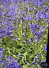 150 English Bluebell  plus