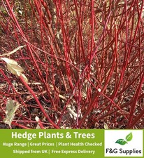 Red Dogwood Ornamental Cornus