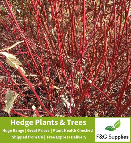 Red dogwood ornamental cornus - red,