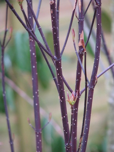 Cornus alba kesselringii white - alba,