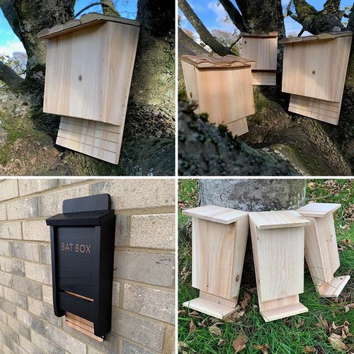 Bat box house - bat, habitat