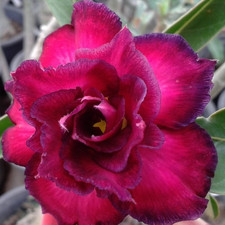 Adenium obesum - Desert Rose - Supjaroen Violet - Freshly Arrived from Thailand