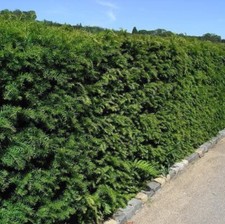 20 English Yew 30-40cm Hedging Plant,4yr old Evergreen Hedge,Taxus Baccata Trees