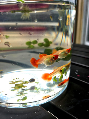 Koi guppy poecilia - koi, guppy-