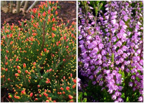 Scottish heather calluna - scottish,