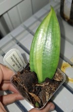 Variegated Vanilla Orchid