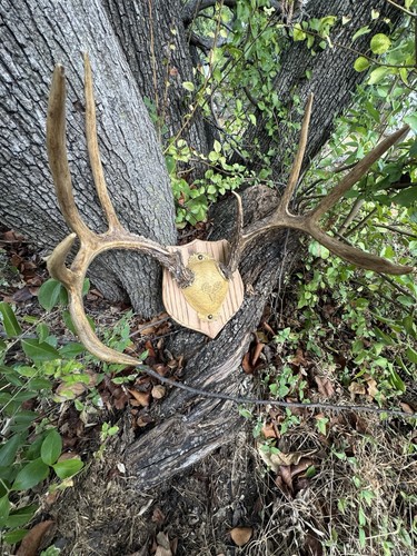 Mounted deer antlers rack - mounted, on