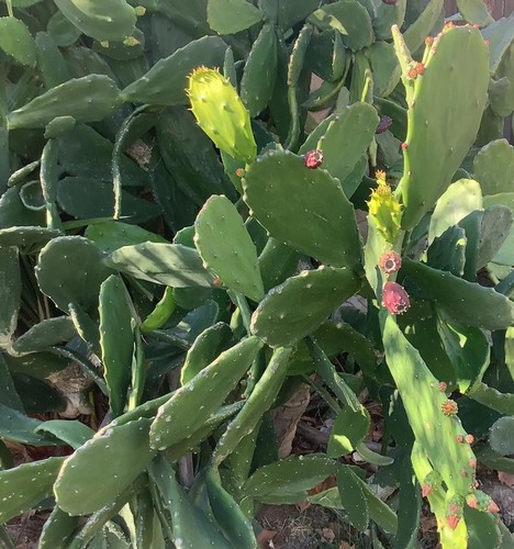Edible prickly pear - prickly, cactus