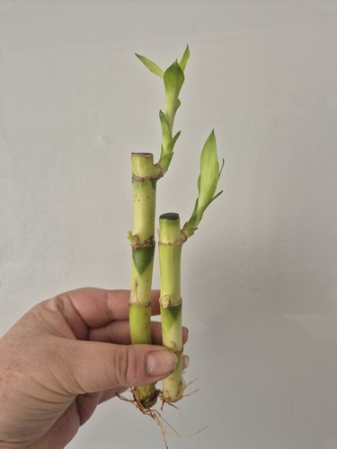 Lucky bamboo straight - |,