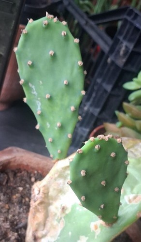 Small opuntia prickly - small,
