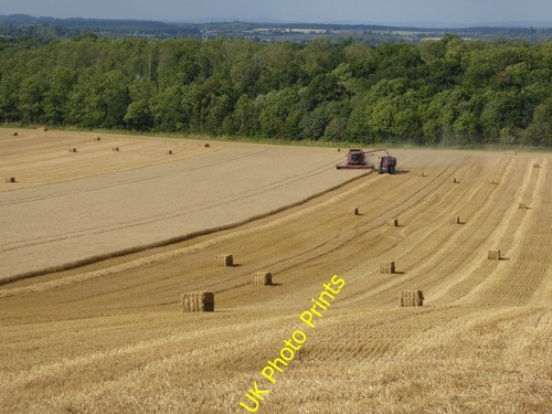 Photo 6x4 harvesting wheat - photo,