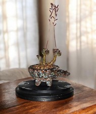 Small Adromischus Cooperi