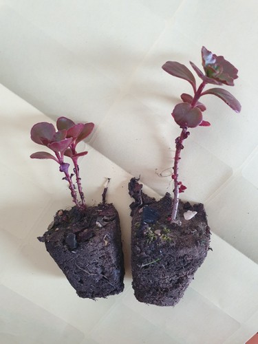 Sedum spurium red two - two, rooted
