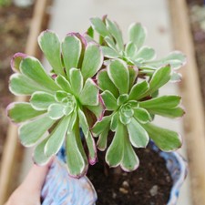 Exact Plant - Aeonium Festival