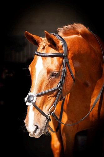 Eco rider galway bridle size - eco,