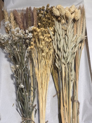 Dried flowers eight - dried,