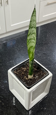 Sansevieria Black Coral Snake Plant  Mothering Laws Tongue 32cm High In 9cm Pot