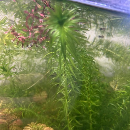 Elodea densa bunch - -, 1