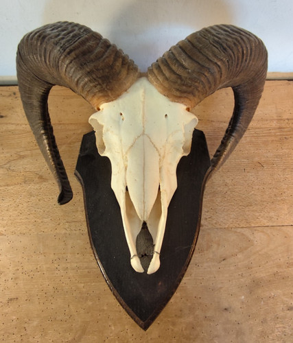 Mufflon antler trophy - mufflon, plaque