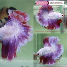 LIVE FISH BETTA (Seller in Thailand) - Deep Pink Halfmoon Male