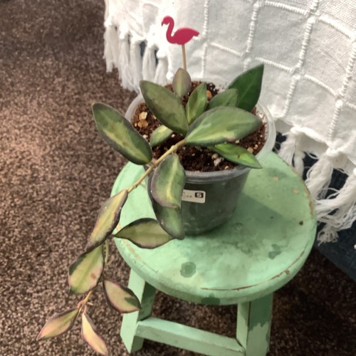 Hoya burtoniae plant - burtoniae,