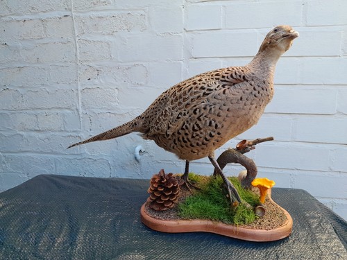 Ringneck female pheasant - ringneck, (