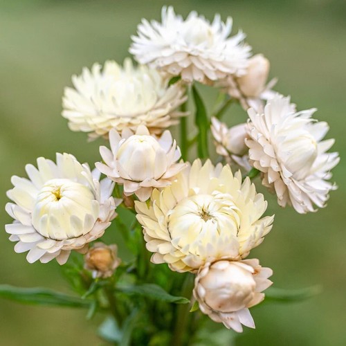 Strawflower helichrysum - strawflower,