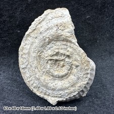 Jurassic ammonite fossil snake