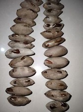 1PC Crab fossils from the Cretaceous period. Paleontological fossil specimens