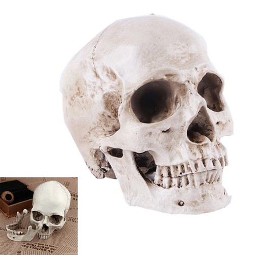 White resin skull model animal - skull,