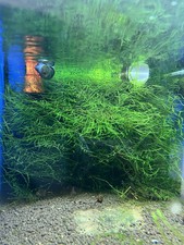 Java Moss Live Aquarium Carpet Plant for Small Fish Fry and shrimps