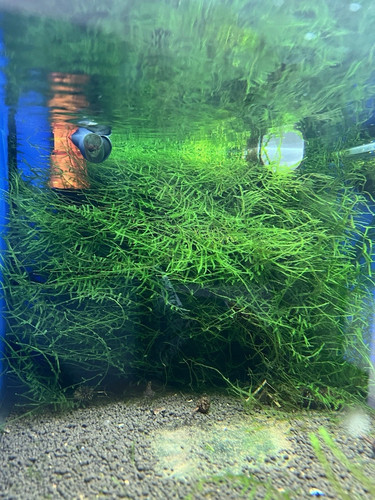 Java moss live - live, aquarium
