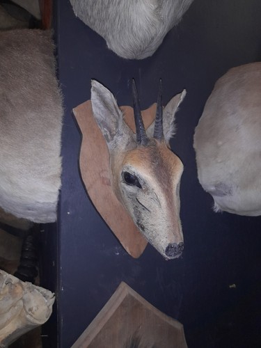 Taxidermy duiker kudu - duiker,